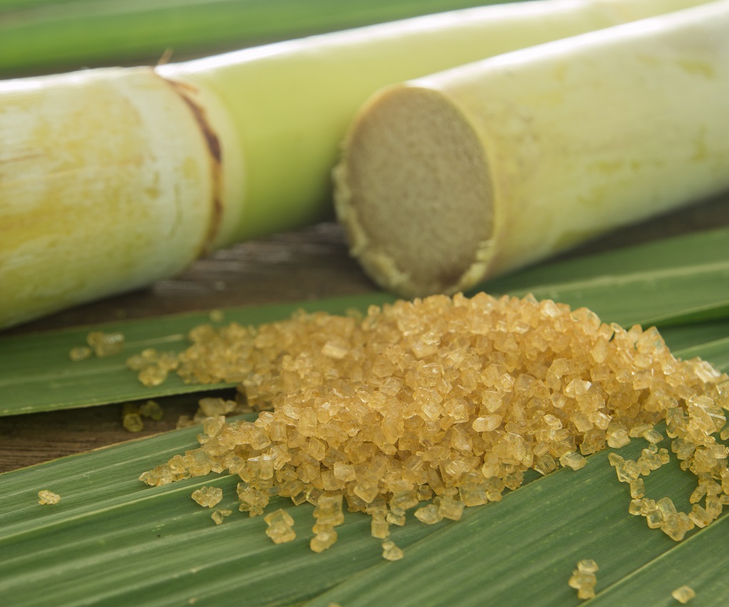 Sugar from GM Sugarcane at Par With That from Conventional Sugarcane