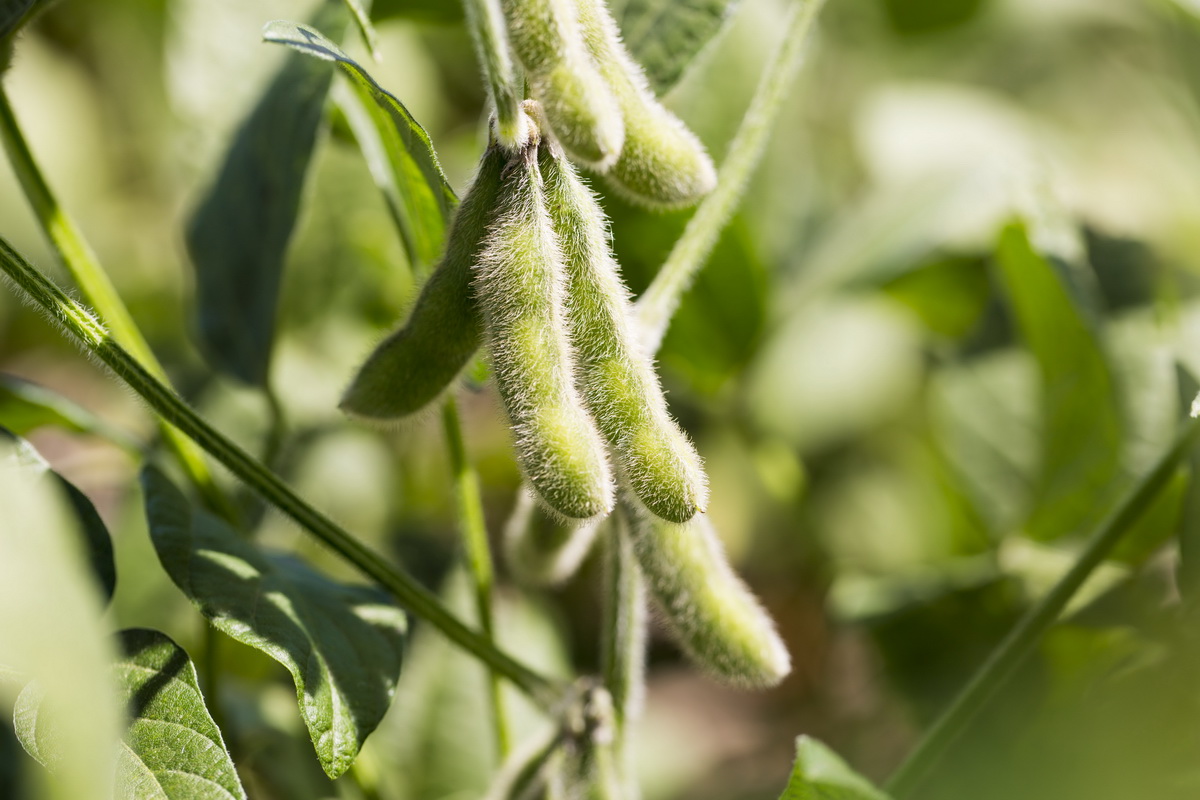Usda Approves Verdeca S Hb4® Drought Tolerant Soybeans Crop Biotech Update August 14 2019