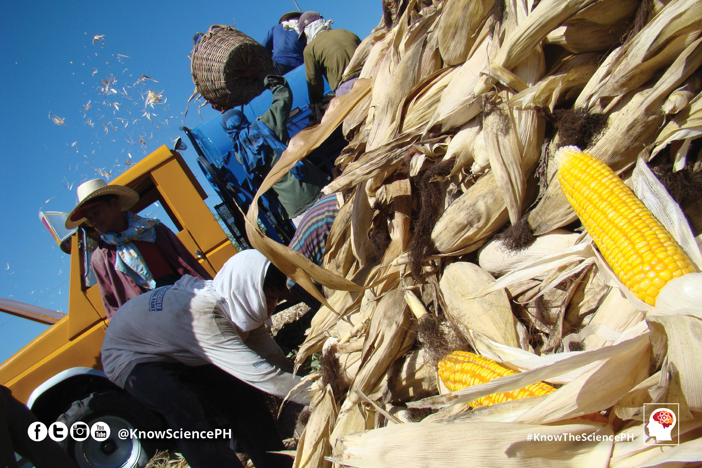 Why do Filipino Farmers and Scientists Support Biotech Crops?