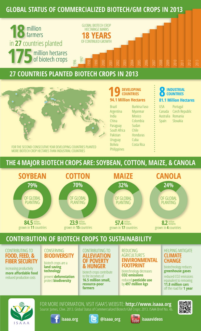 Uprawy GMO w roku 2013