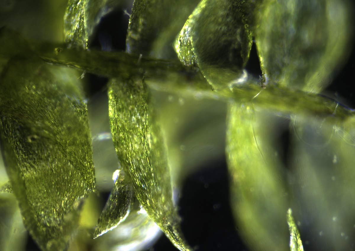 Эра возникновения водорослей. Микроводоросли биотопливо. Артемия микроводоросли. Хлорарахниевые водоросли. Спирелла водоросль.