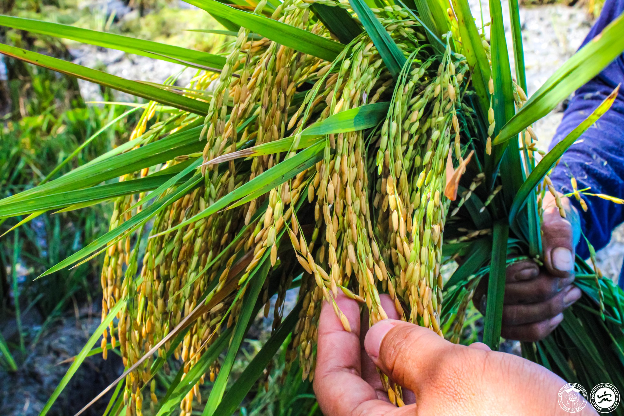 Farmer from Antique Harvests Golden Rice for the First Time