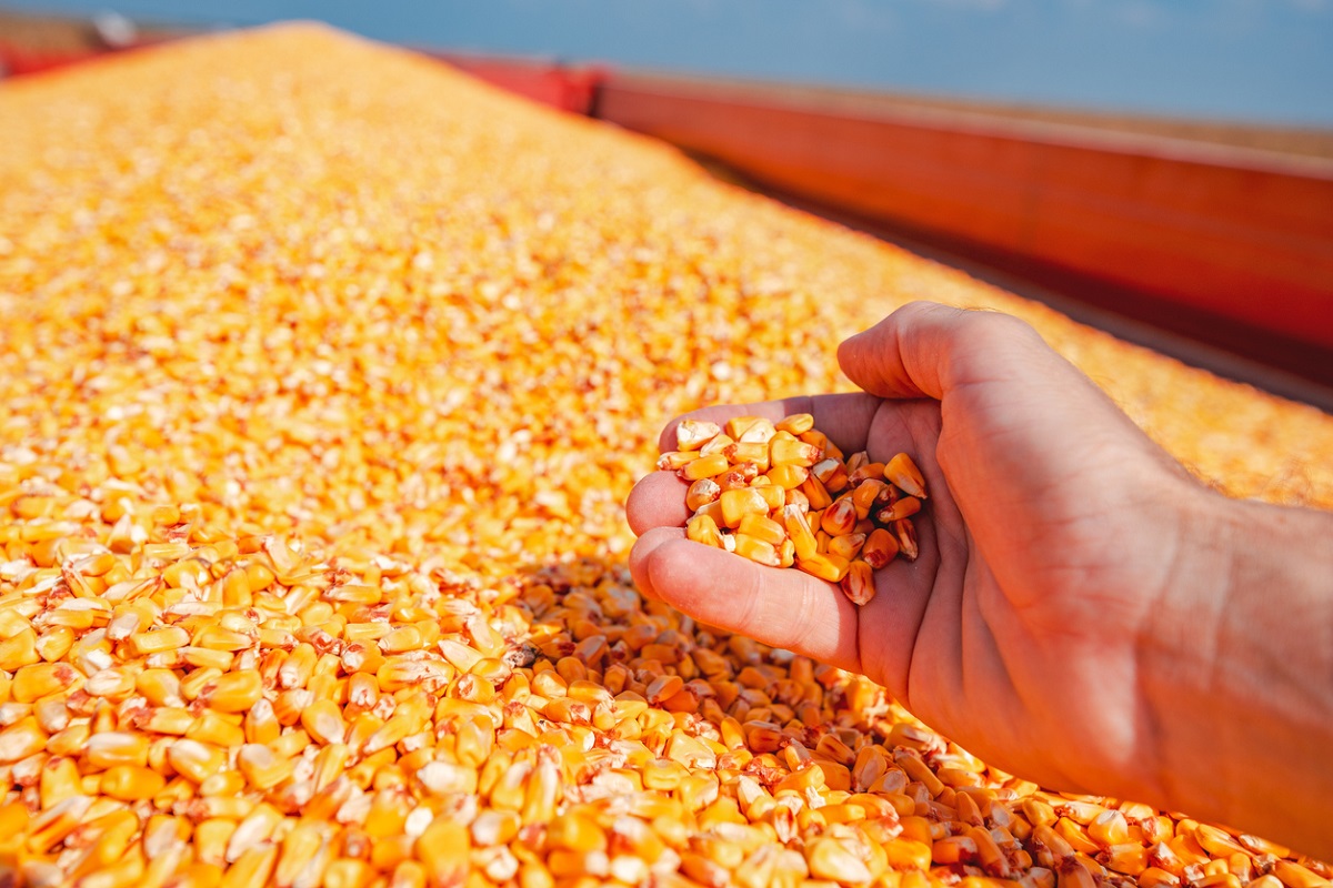 Transgenic Hybrid Corn Harvest Boosts Cuba's Confidence in Corn Yield- Crop  Biotech Update (October 7, 2020)