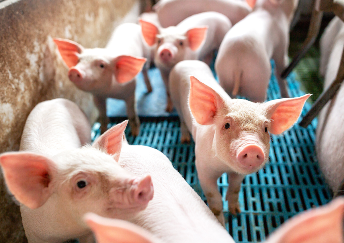 US FDA Has Approved First GM Pig for People with Red Meat Allergies Crop Biotech Update