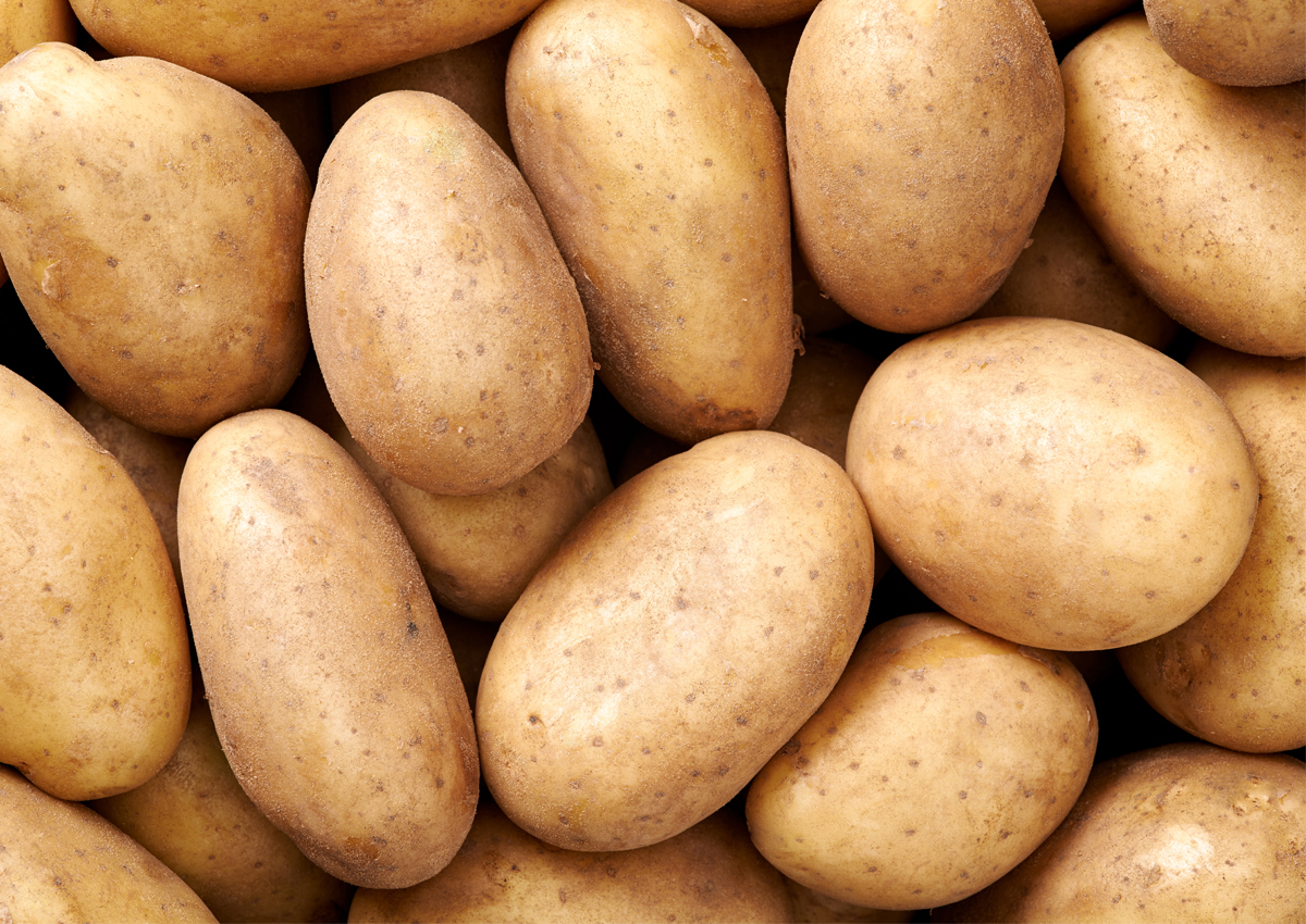 Field Trials Reveal Blight Resistant GM Potatoes- Crop Biotech ...