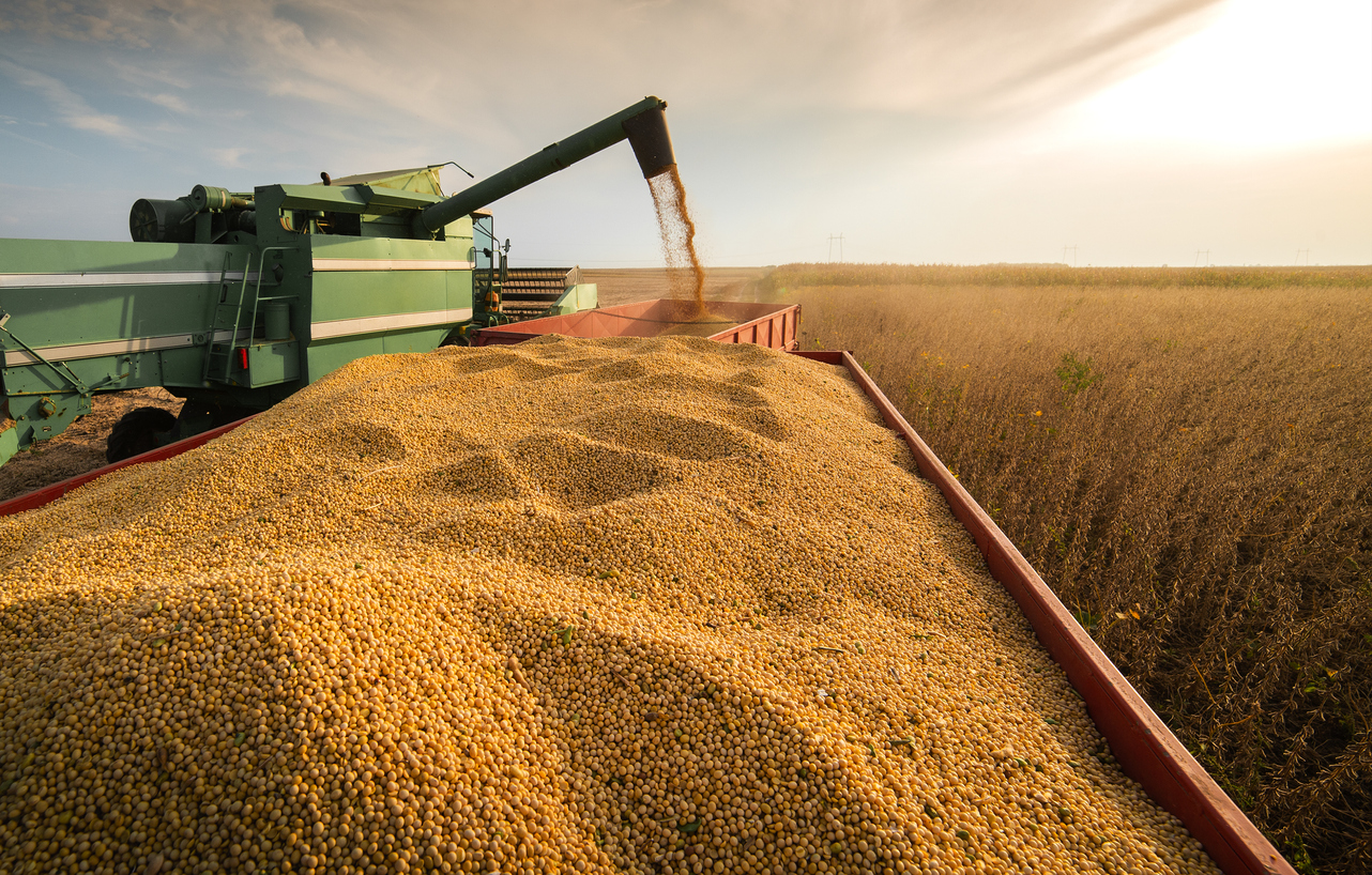 Market Watchers Project Bumper Harvests With GM Maize And Soybeans 