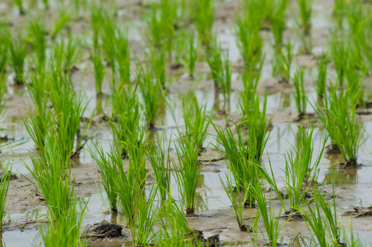 CRISPR Rice Exhibits Improved Photosynthesis Under Drought Stress