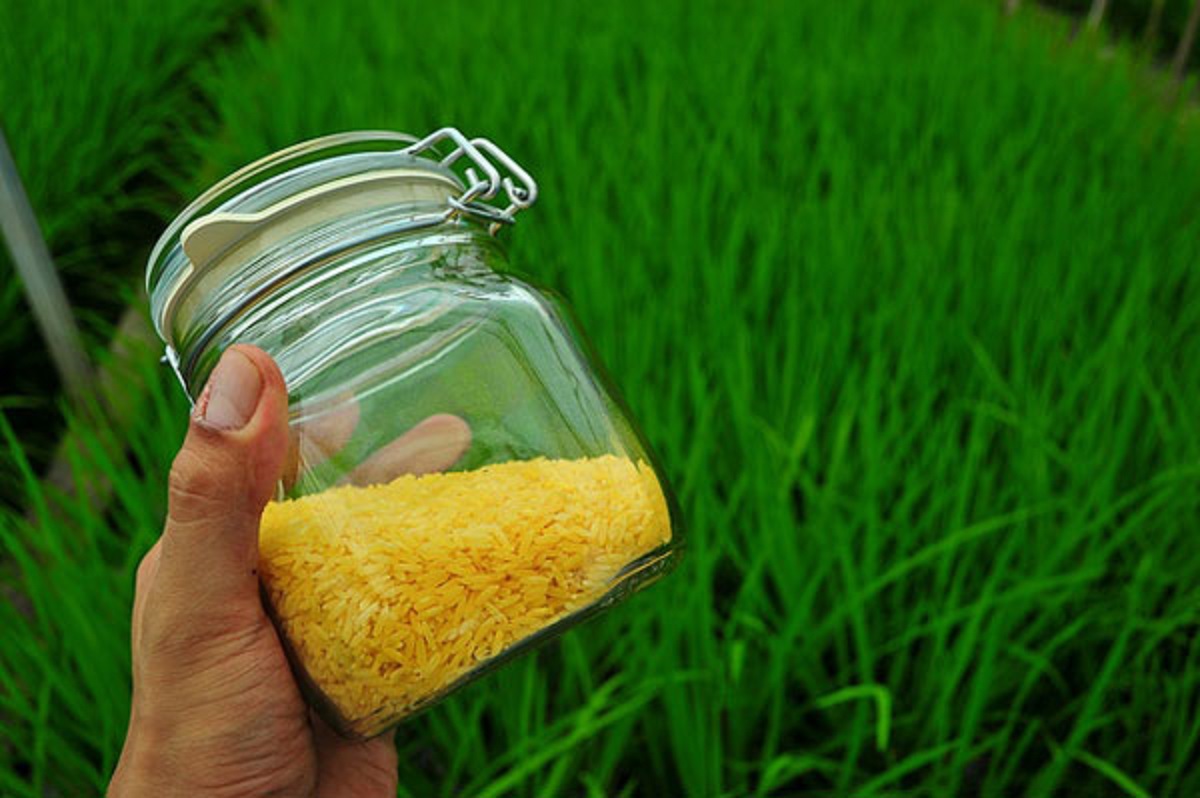 research on golden rice