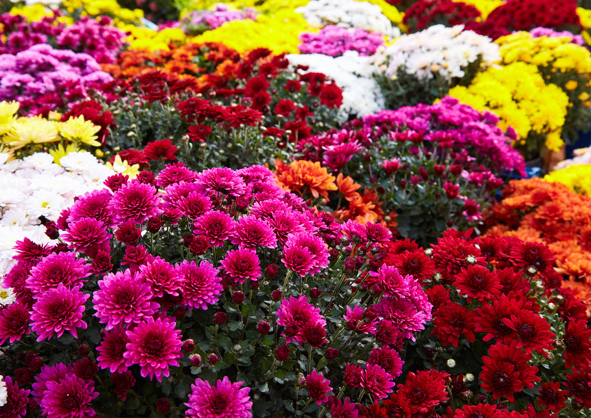 Australia Allows Import and Distribution of GM Chrysanthemum- Crop ...