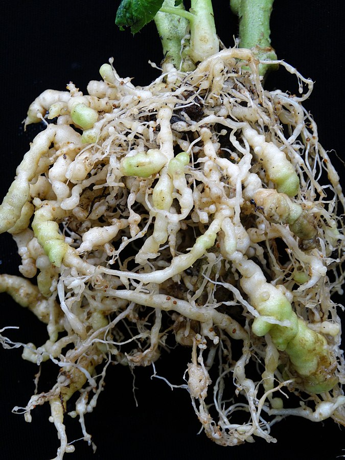 How to Control Root-Knot Nematodes