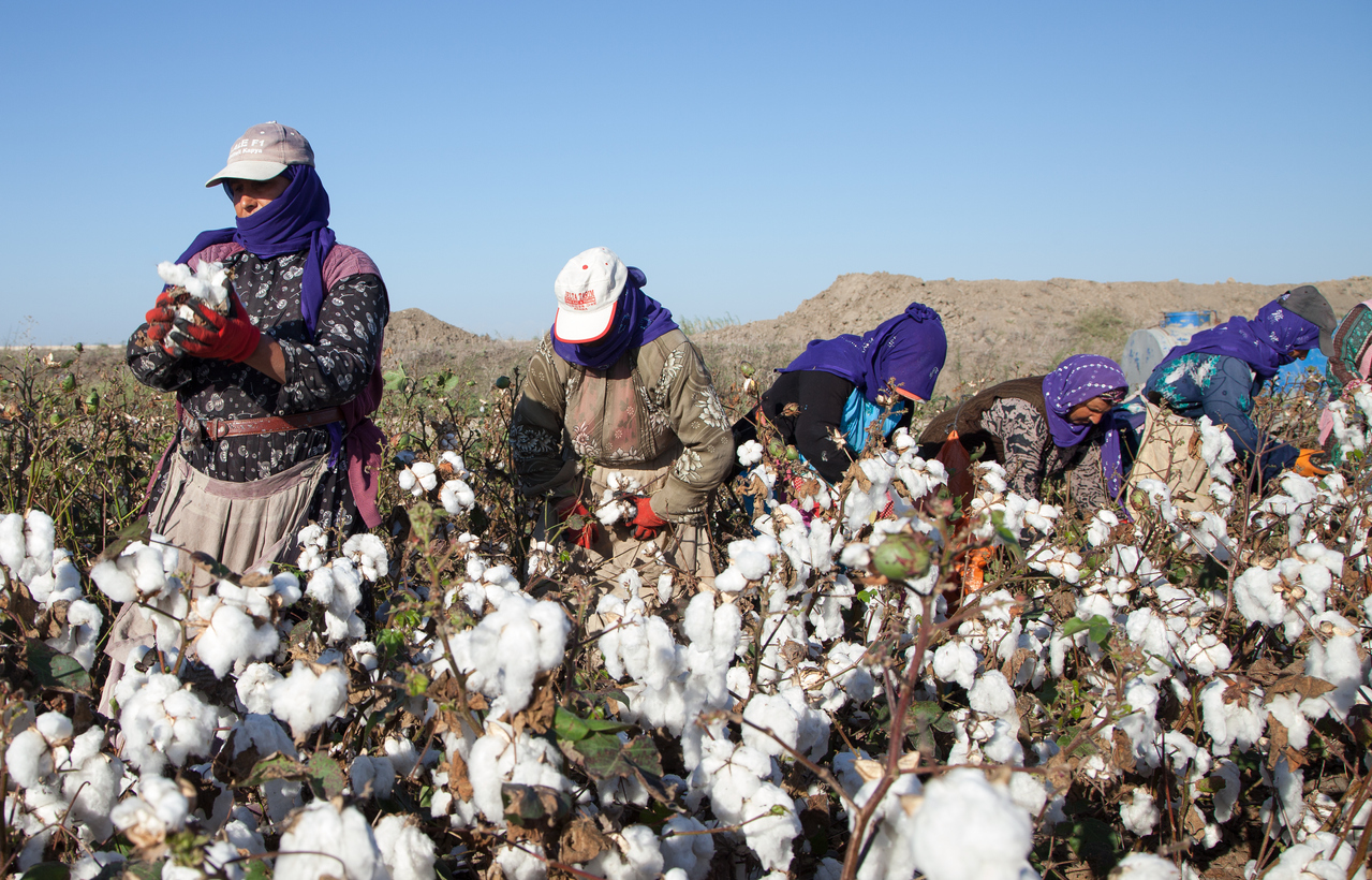 Experts Encourage Farmers in Pakistan to Plant Bt Cotton- Crop Biotech  Update (April 14, 2021)