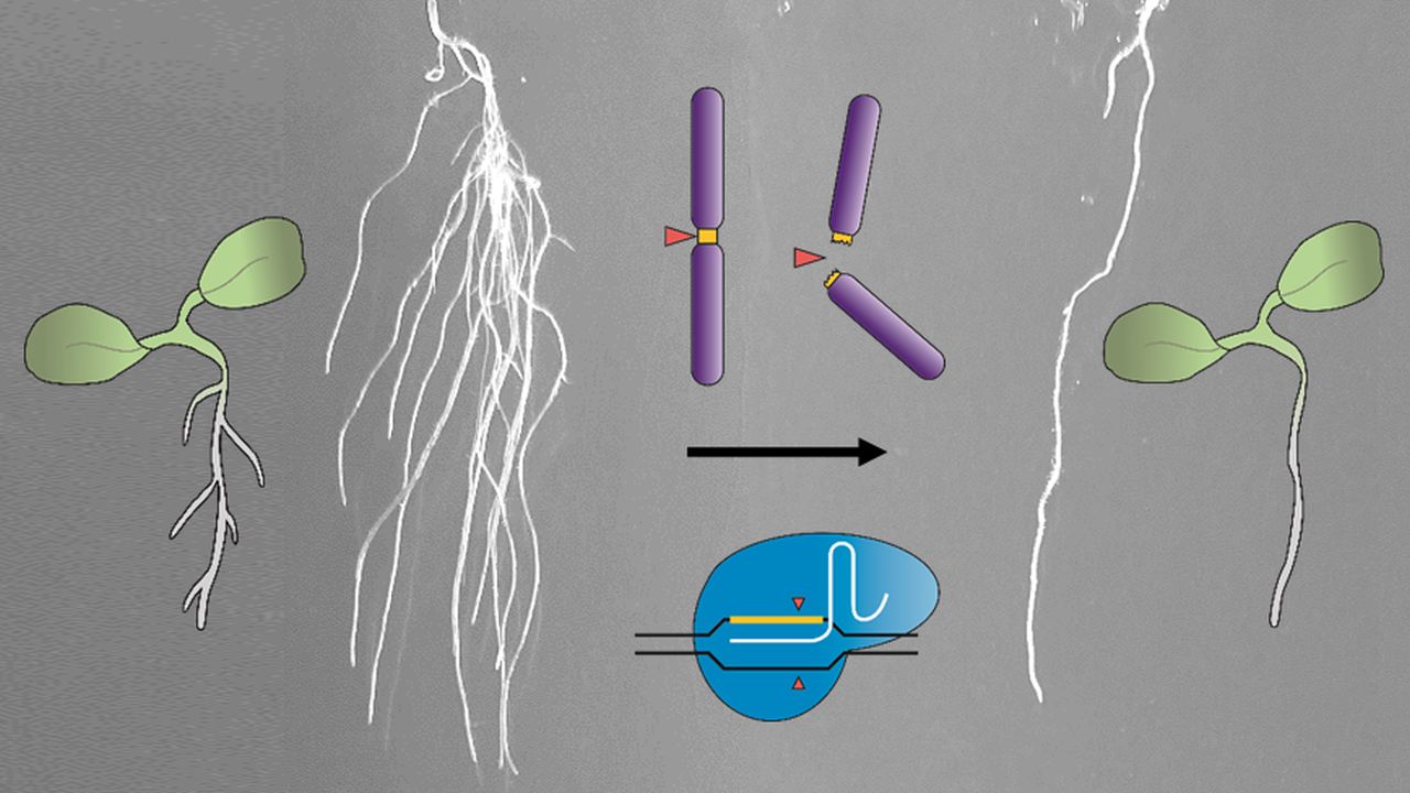 De cual de nuestros progenitores tenemos mas carga genetica