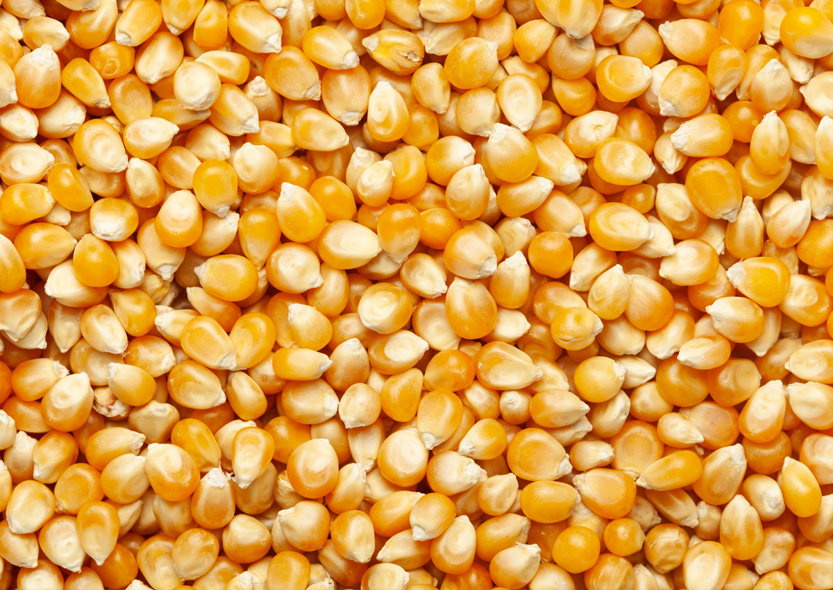 Семена кукурузы. Кукуруза (зерно). Семя кукурузы. Кукуруза фуражная.