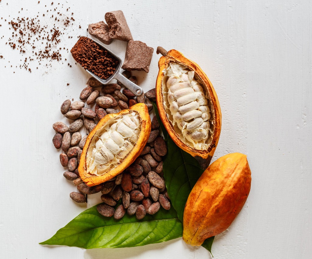 Editing Cacao Gene To Make High Quality Chocolate Crop Biotech Update 