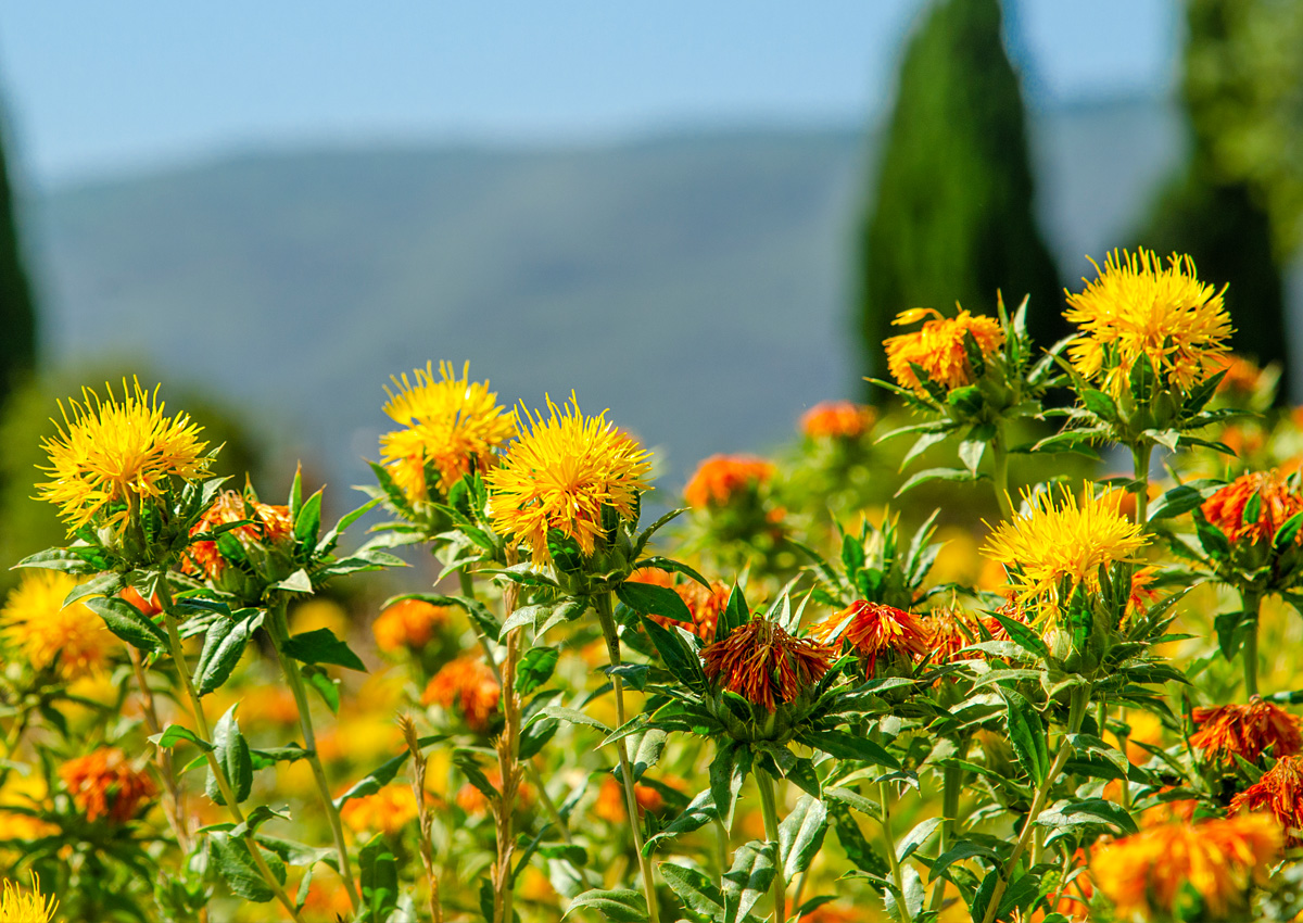 Demand for Australia's GM Safflower on the Rise- Crop Biotech