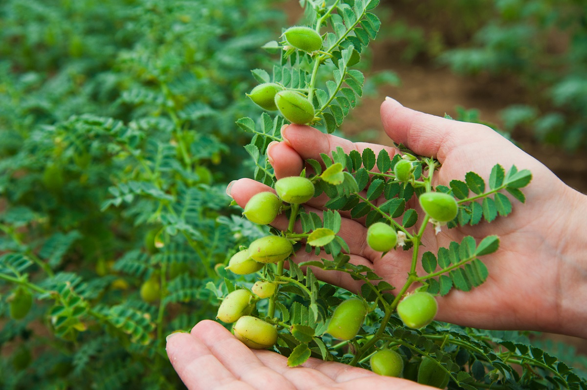 Gram Pod Borer-Resistant Chickpea Development Progresses in India- Crop  Biotech Update (June 29, 2022) | Crop Biotech Update - ISAAA.org
