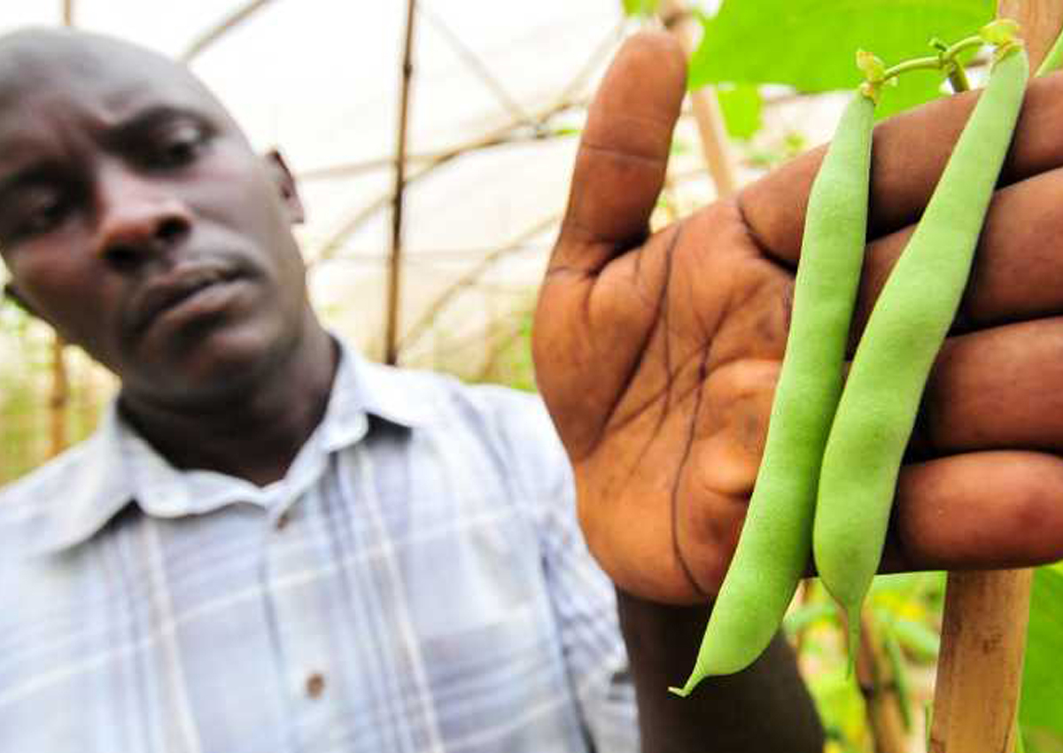 Advanced Breeding Makes Disease Resistant Beans Possible Crop Biotech Update September 18