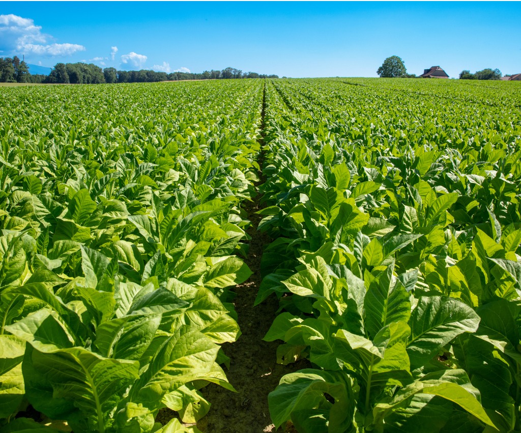 Gene-edited Tobacco Plants Are Now Seedless and Pollenless- Crop Biotech  Update (September 27, 2023) | Gene Editing Supplement - ISAAA.org