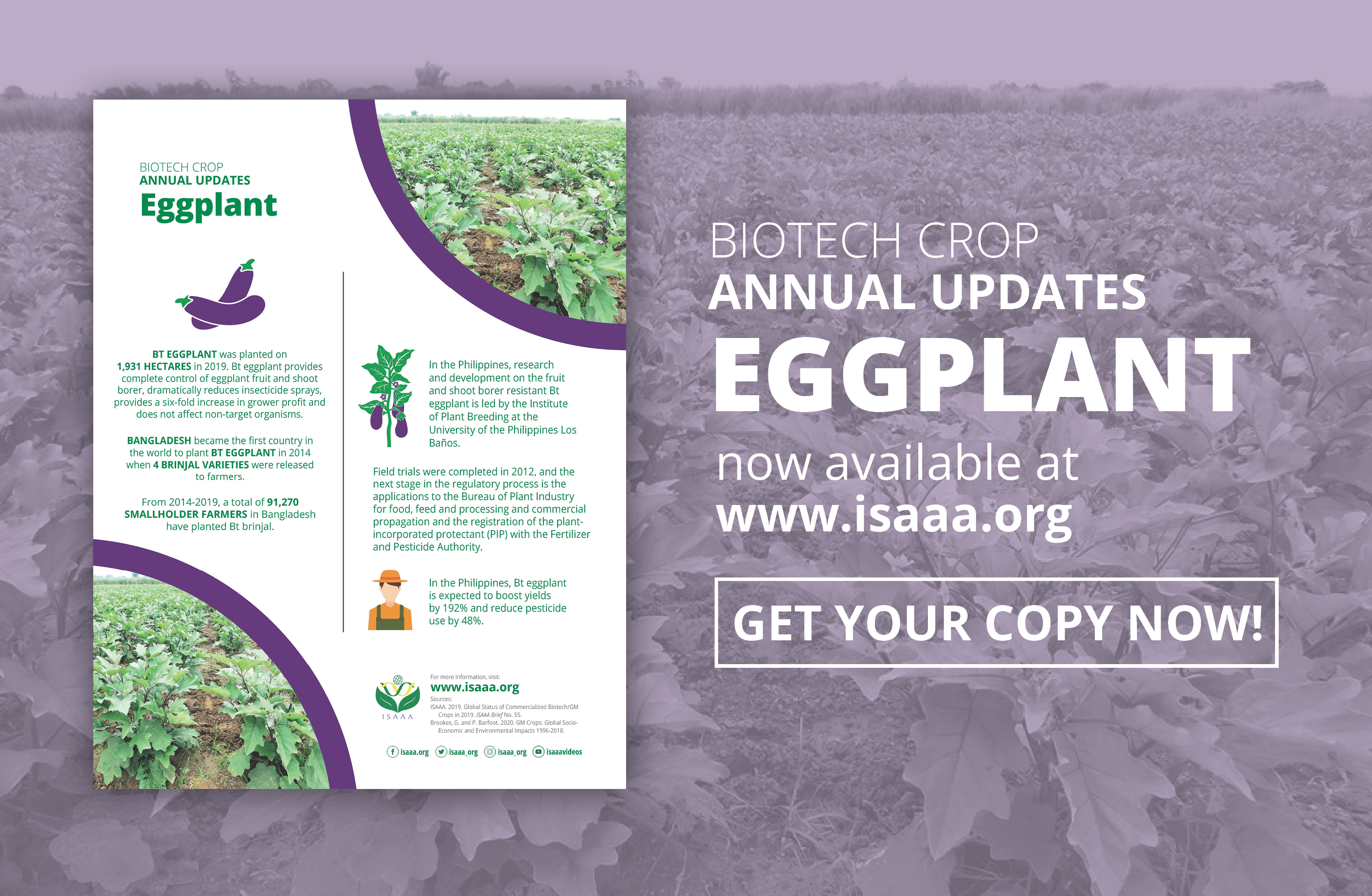 Bt Eggplant Increases Farmers' Yields, Cuts Production Costs | Science ...