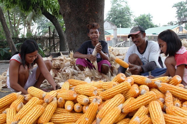 Family of corn farmers