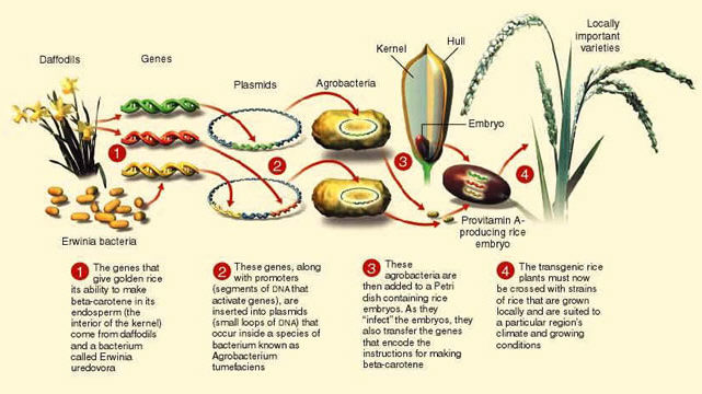 the case study of golden rice